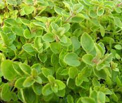 Not the kind of oregano you put on your pizza, but the kind you walk on. Oregano Creeping