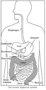 Describe the process of digestion. The Digestive System Genes And Disease Ncbi Bookshelf