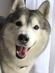 プピプピ文太 on twitter husky breeds domestic dog wolf dog