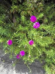 Annual flowering plants for full sun. Drought Tolerant Annuals For Shade Or Sun How To Grow Drought Tolerant Annuals