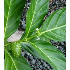 We did not find results for: Daun Mengkudu Atau Daun Pace Segar Tidak Kering Shopee Indonesia