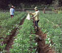 14 Tips Menanam Cabai Merah Dan Cabe Rawit Tanpa Mulsa Agar Buah Lebat Berita Pertanian Mitalom