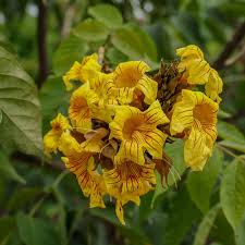 Image result for Markhamia tomentosa