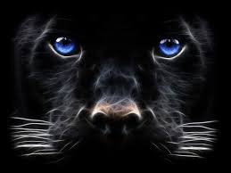Black Panther Big Cat Digital Art Hd Wallpaper Hd Wallpaper Panther Pictures Cat With Blue Eyes Beast Wallpaper