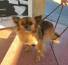 These little dogs are not only adorable, but they make great companions. Papillon Dog And Chihuahua Mix