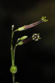 Image result for Schwenckia