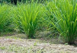 The lemongrass stalks grow to a height that can create shade for the ginger plants. How To Grow Lemongrass And Ways To Use It Stone Family Farmstead