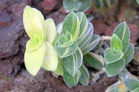 Image result for Mayacaceae