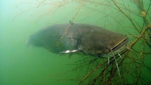 Wie gesund ist eigentlich wels? Der Wels Im Main Ein Fisch Furs Wildschwein Gehege Region Und Hessen Faz