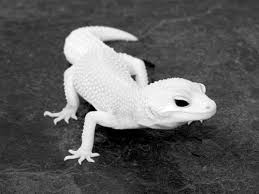 Black And White Striped Leopard Gecko A Z List Of 125 Rare Albino Animals Pics Rare Albino Animals Albino Animals Cute Reptiles