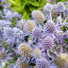 Image result for Eryngium `Blue Hobbit`