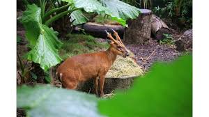 Muntiacus muntjak/red muntjac/赤麂 (kadoorie farm & botanic garden, hong kong/香港嘉道理农场暨植物园) 8314. Facebook