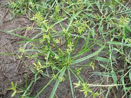 Image result for Cyperus sphacelatus