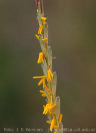 Image result for Trachypogon