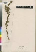 Image result for Kotschya stolonifera