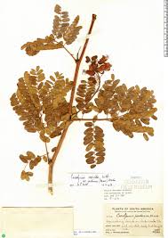 Image result for Caesalpinia cassioides