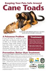 All amphibians secrete toxins, do not allow toad's secretions to co. Fwc Reminds Residents To Protect Pets From Invasive Cane Toads
