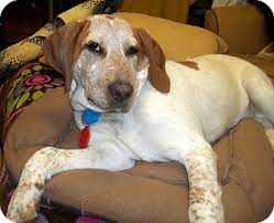 Our affordable cat and dog vaccination clinics offer quality, preventive care to help ensure your pet's health & wellness. Duluth Mn English Redtick Coonhound Meet Homer A Pet For Adoption
