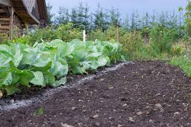 How to apply wood ash to garden. Homegrown Boost Northern California Soil With Wood Ashes