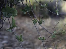 Image result for Commicarpus helenae