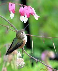 Hummingbird Resting At Flowers Pet Birds Hummingbird Pretty Birds