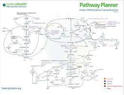 Methylation Apoe4 Info Wiki