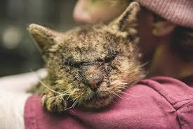 Before studying animal health, i had no idea about mange, let alone that it could affect our pets. Cat No One Dared To Touch Finally Found A Human Who Hugged Him Bored Panda