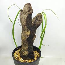 Image result for Xerophyta trichophylla