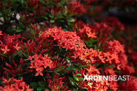 Image result for Ixora laurentii