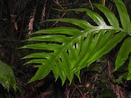 Image result for Tectaria angelicifolia