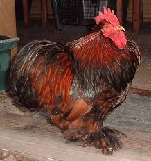 Backyardchickens bantam lavander cochins rooster and hen. Bantam Male Cochins International