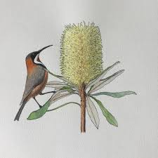 An Eastern Spinebill On A Banksia By Paula Peeters Garden Illustration Watercolor Bird Flower Calendar