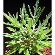 Image result for Kalanchoe laciniata