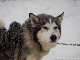 See more of nordic aventures chiens de traineaux on facebook. Bapteme De Chiens De Traineau Au Schnepfenried Avec Reve De Nord Mon Week End En Alsace