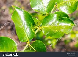 Image result for Salvadoraceae