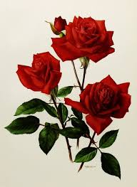 1960s Christian Dior Red Rose Art Vintage Paris Etsy Rose Art Vintage Roses Botanical Prints