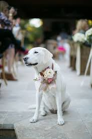 Romantic Houston Backyard Wedding Wedding Pets Dog Wedding Real Weddings Photos