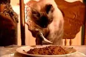 A Woman Trained Her Cat To Eat With A Fork And Chopsticks Crazy Cats Cats Crazy Cat Lady