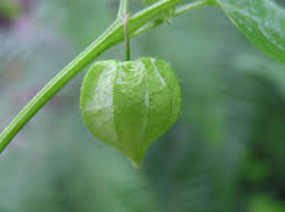 Image result for Physalis lagascae