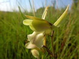 Image result for Eulophia flavopurpurea