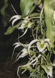 Image result for Aeranthes parkesii