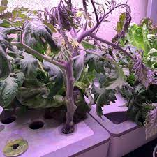 Tomatoes germinate after a week compared. Determinate Vs Indeterminate Tomatoes Our Little Suburban Farmhouse