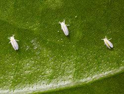 Bioadvanced Fungus Control For Lawns Pets Whitefly Solutions Bayer Advanced Growing Tomatoes White Flies Growing Organic Tomatoes