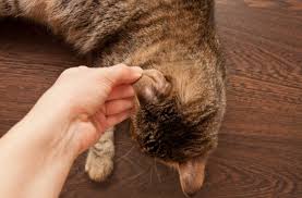 Kedilerde Cilt Ve Deri Hastaliklari Kedi Blog