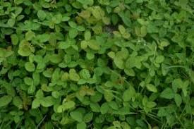 Image result for Desmodium scorpiurus