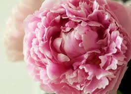45 detailed silk orchid flower heads 71 Peony Flower Wallpaper On Wallpapersafari