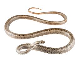 Photos of the Thomas' Racer (Pseudalsophis thomasi)