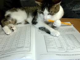 My Sister S Cat Workin Away On My Law School Homework Cats Cute Funny Animals Funny Animal Images