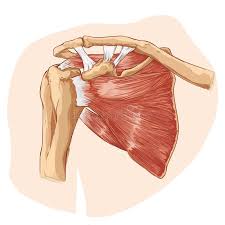 The bursa is a small sac of fluid that cushions and. 1 Shoulder Tendon Anatomy Free Stock Photos Stockfreeimages