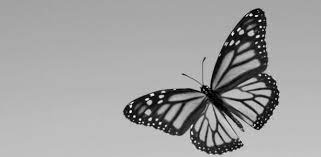Monarch Butterfly Tattoo Butterfly Black And White White Butterfly Tattoo